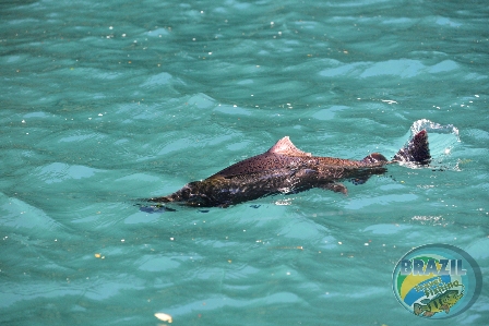 Fotos da pesca esportiva em Chaiten no Chile