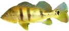 Acesso  pgina anterior