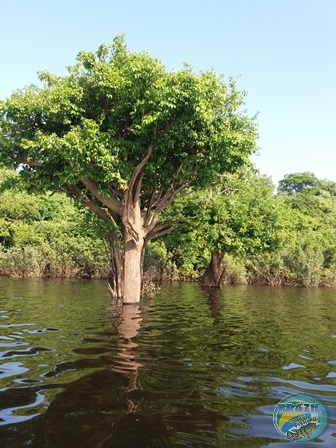 Fotos da pesca esportiva na regio Amaznica