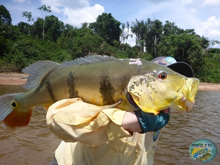 Fotos da pesca esportiva na regio Amaznica